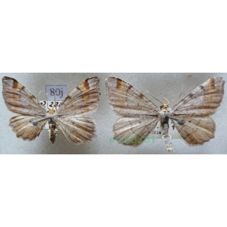 Macaria liturata (Clerck, 1759) pair Witalnik sosnowiak Czech80j